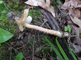 Amanita crocea image