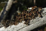 Tuckermanopsis orbata image