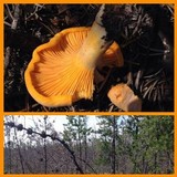 Hygrophoropsis aurantiaca image
