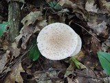 Amanita rubescens var. rubescens image