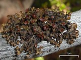 Tuckermanopsis orbata image