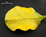 Chrysomyxa pyrolae image