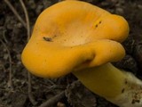 Cantharellus flavus image