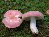 Russula flavisiccans image