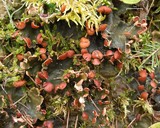 Peltigera horizontalis image