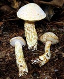 Austroboletus subflavidus image