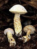 Austroboletus subflavidus image