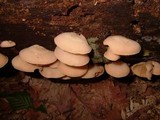 Crepidotus crocophyllus image