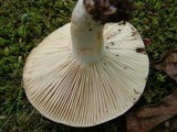 Russula dissimulans image