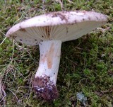 Russula dissimulans image