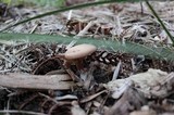 Tubaria confragosa image