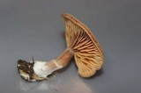 Tubaria confragosa image
