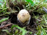 Amanita subnudipes image