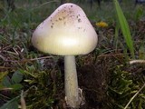 Amanita subnudipes image