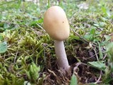 Amanita subnudipes image