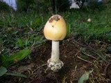 Amanita subnudipes image