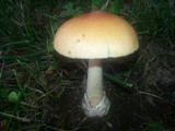 Amanita subnudipes image