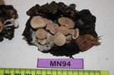 Asterophora lycoperdoides image