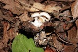 Asterophora lycoperdoides image