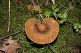 Boletinellus merulioides image