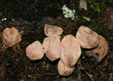 Lycoperdon purpurascens image