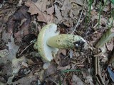 Gyroporus cyanescens image