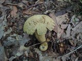 Gyroporus cyanescens image