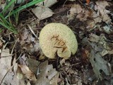 Gyroporus cyanescens image