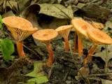 Lactarius subserifluus image