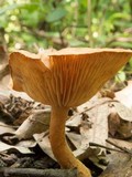 Lactarius subserifluus image