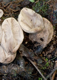 Lycoperdon purpurascens image