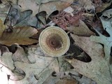 Crinipellis zonata image
