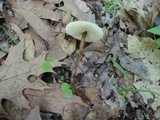 Crinipellis zonata image