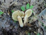 Xanthoconium affine image