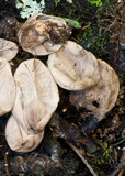Lycoperdon purpurascens image