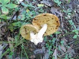 Xanthoconium affine image