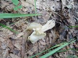 Helvella crispa image