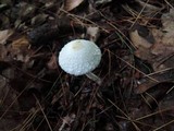 Leucocoprinus cepistipes image