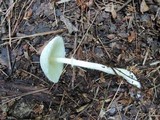 Leucocoprinus cepistipes image