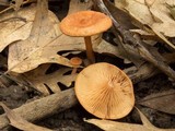 Lactarius subserifluus image