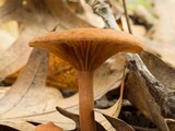 Lactarius subserifluus image