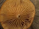 Lactarius subserifluus image