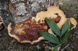 Ganoderma polychromum image