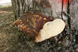 Ganoderma polychromum image