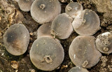 Lycoperdon purpurascens image