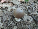 Amanita spreta image