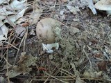 Amanita spreta image