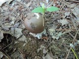 Amanita spreta image
