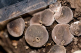 Lycoperdon purpurascens image