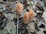 Ramaria formosa image